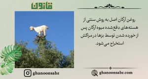 استخراج سنتی روغن آرگان اصل از هستههای دفع شده توسط بزها قانون | قانون سبز