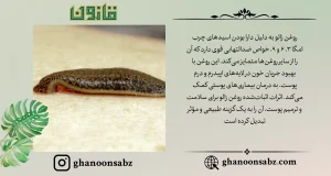 بهبود سلامت پوست با روغن زالو قانون | قانون سبز