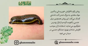 تقویت طبیعی حجم و عملکرد جنسی با روغن زالو قانون | قانون سبز