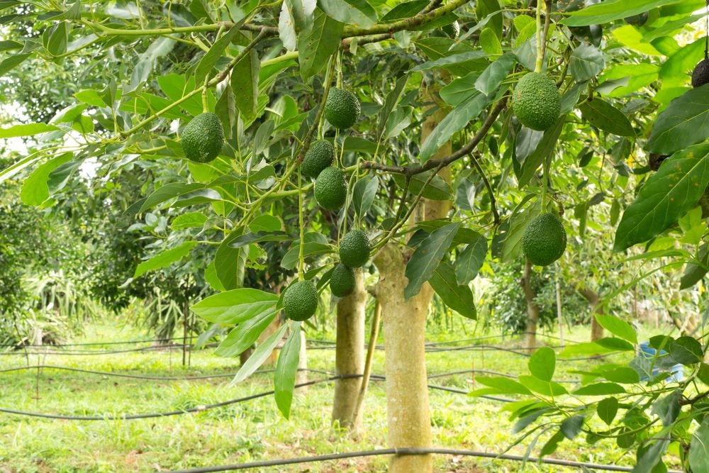 روغن آووکادو قانون | قانون سبز