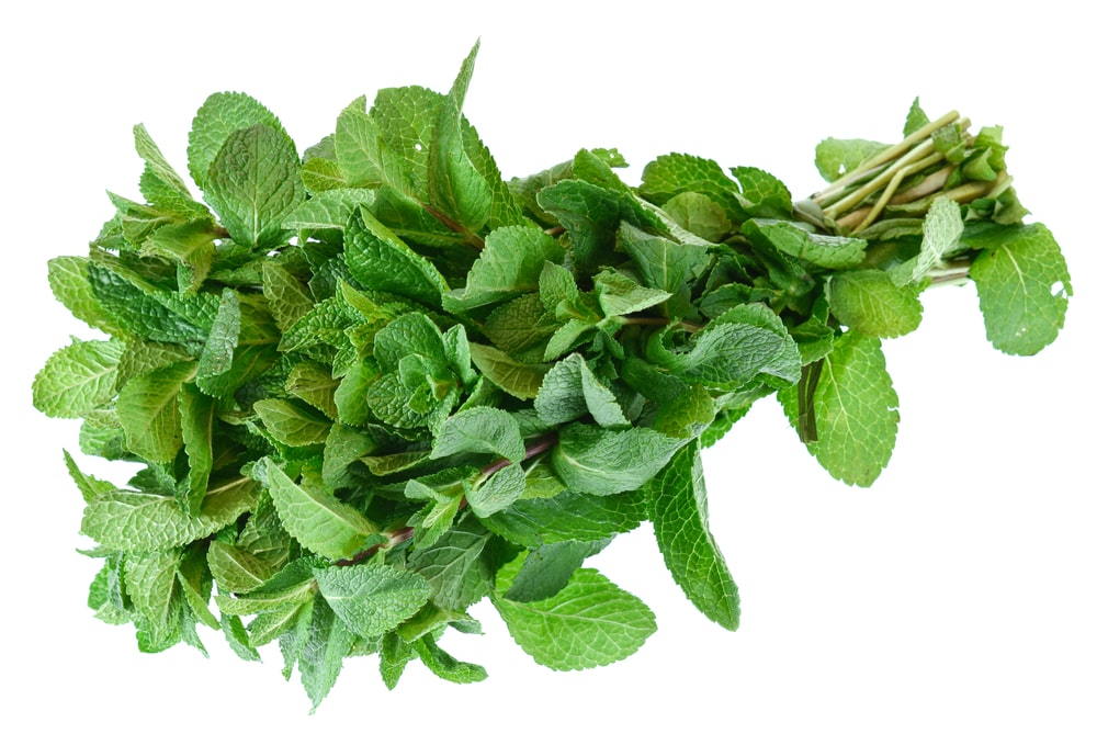 روغن نعناع فلفلی قانون محصولی طبیعی و گیاهی