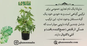 روغن ماریانا دارای خاصیت آنتی باکتریال