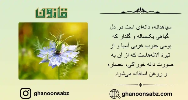 روغن سیاه دانه چیست | خواص روغن سیاه دانه